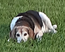 Max the Beagle Dog